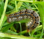Grasglucke (Euthrix potatoria kl.