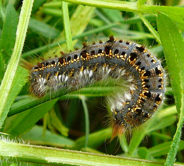 Grasglucke (Euthrix potatoria Mai 2010 Huett Insekten Graben hinter Friedhof 003