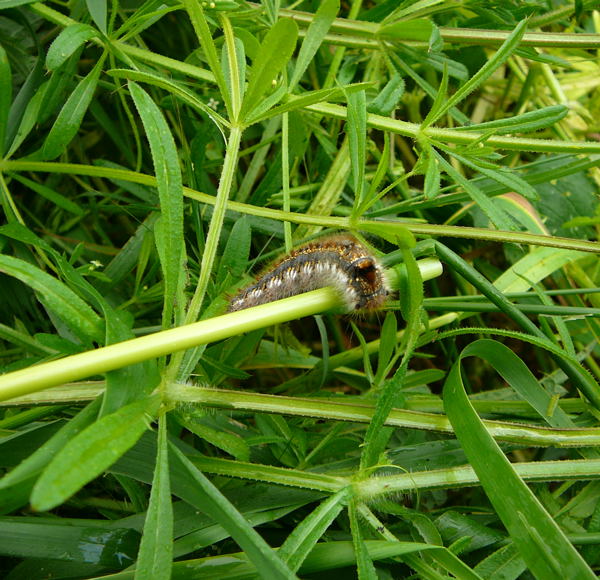 Grasglucke (Euthrix potatoria Mai 2010 Huett Insekten Graben hinter Friedhof 004