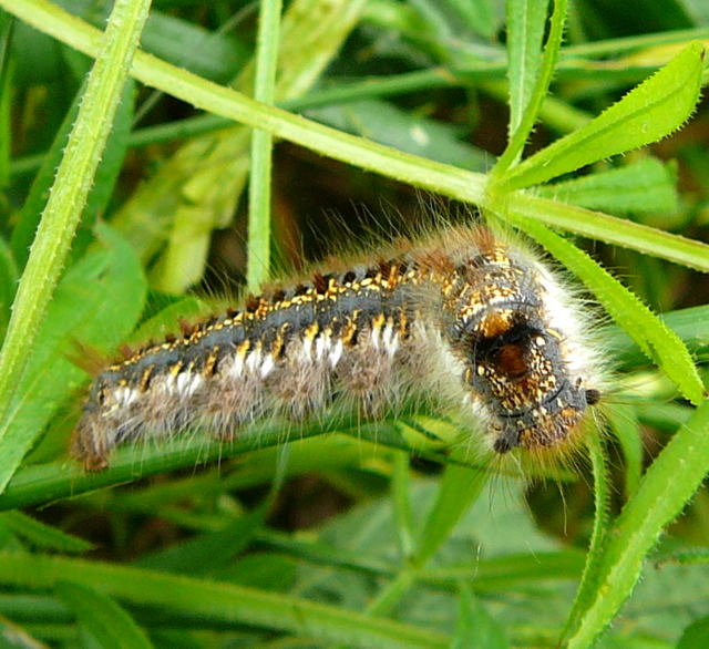 Grasglucke (Euthrix potatoria Mai 2010 Huett Insekten Graben hinter Friedhof 006