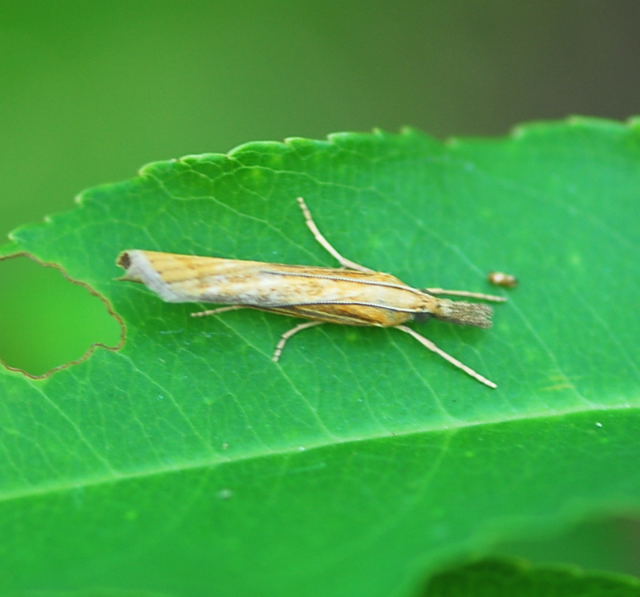 Grasznsler (Agriphila  cf. tristella) Aug 2009 Lorscher See u. Graben Hemsbach NIKON 102a