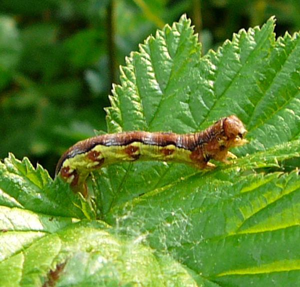 Groe Frostspanner Erannis defoliaria auf Mdes Mai 2011 Biedensand Veilchen und Insekten 023a