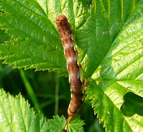 Groe Frostspanner Erannis defoliaria auf Mdes Mai 2011 Biedensand Veilchen und Insekten 024a