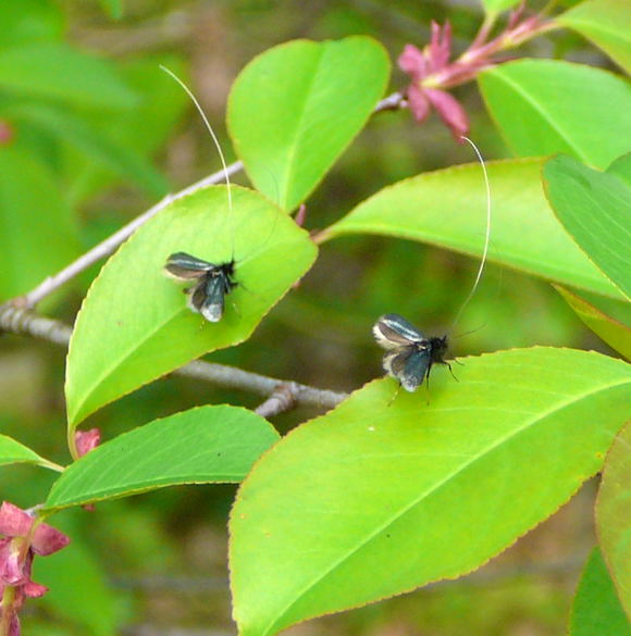 Grner Langfhler Adela reaumurella April 2010 Viernheimer Wald Insekten 061