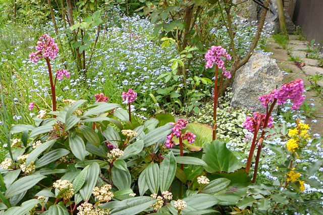 Herzblttrige Bergenie (Bergenia cordifolia) April 2011 Huett  003