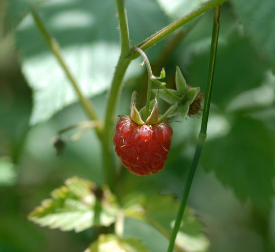 Himbeere Rubus idaeus Juni 2008 Schmetterlinge Viernheimer Wald 007