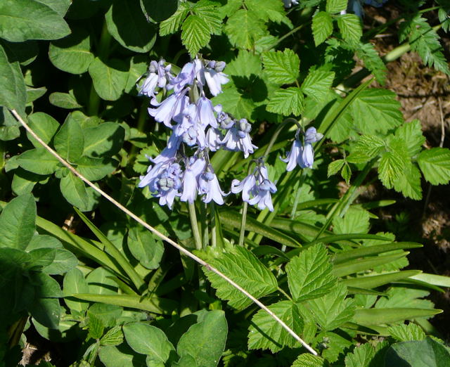 Hyazinthe Hybrid Bluebell Hyacinthoides x massartiana April 2011 Ostern, NSG Eisenkaute Inheiden 030