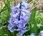 Hyazinthen Hyacinthus orientalis kl.
