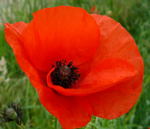 Klatsch-Mohn kl.1
