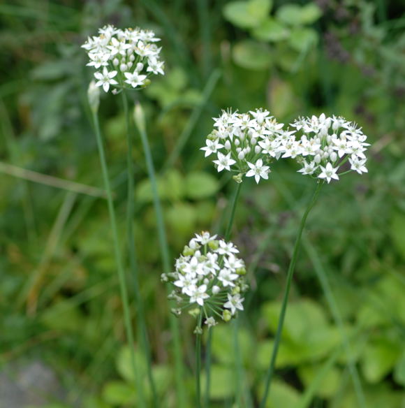 Knoblauch-Schnittlauch Okt 2008 Htt Pilze u. Kauz 041