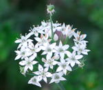 Knoblauch-Schnittlauch kl.