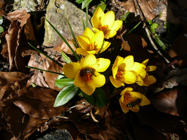 Krokus Crocus Februar 2010 Rodung Viernheimer Wald 043