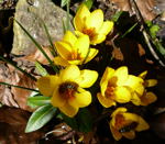 Krokus Crocus kl.