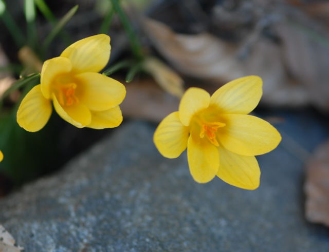 Krokus Nikon 2008 (Dez07..Mai08) Wildblumen, Schmetterlinge 045