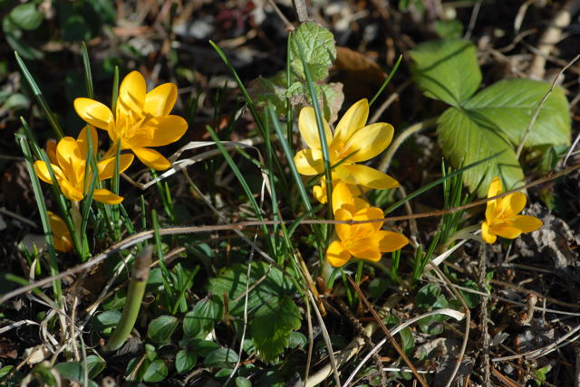 Krokus Nikon 2008 (Dez07..Mai08) Wildblumen, Schmetterlinge 047