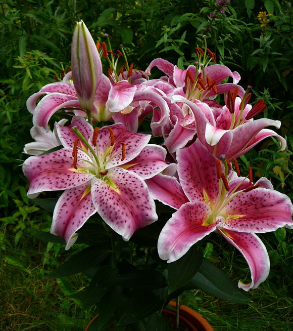 Lilie Lilium Franz+Sabine Juli07 002