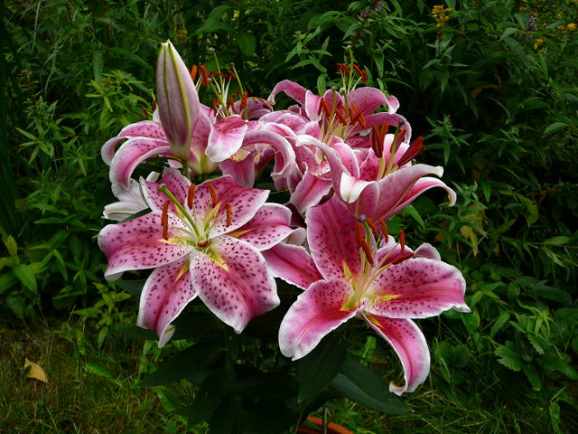 Lilie Lilium Franz+Sabine Juli07 003
