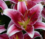 Lilie Lilium kl.