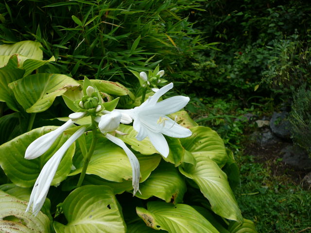 Lilien-Funkie Hosta plantaginea 'Grandiflora' Aug 2009 Htt 004