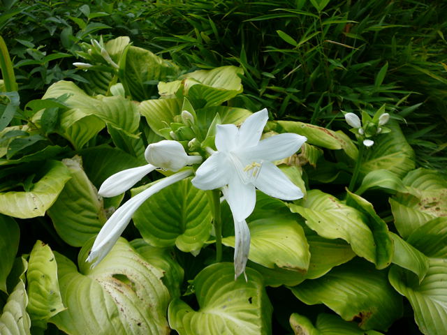 Lilien-Funkie Hosta plantaginea 'Grandiflora'  Aug 2009 Htt 003