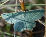 Magerrasen-Grnspanner (Thalera fimbrialis) kl.
