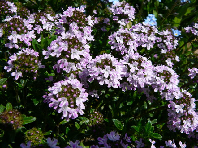 Majoran Mai 2008 Httenfeld Wildblumen 003