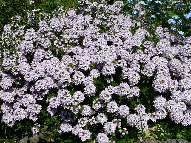 Majoran Origanum majorana Mai 2008 Httenfeld Wildblumen 093