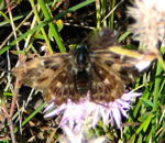 Malven-Dickkopffalter (Carcharodus alceae) kl.