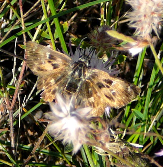 Malven-Dickkopffalter (Carcharodus alceae) 10.8.08_Uhlstaedt_Elbe_Priepert 113
