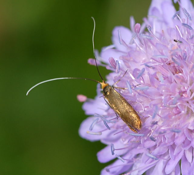 Metallischer Langfhler  Nemophora metallica Juni 09 Hoher Vogelsberg... 104a