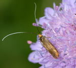 Metallischer Langfhler  Nemophora metallica kl.