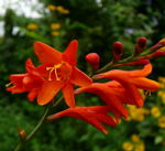 Montbretien (Crocosmia) kl.