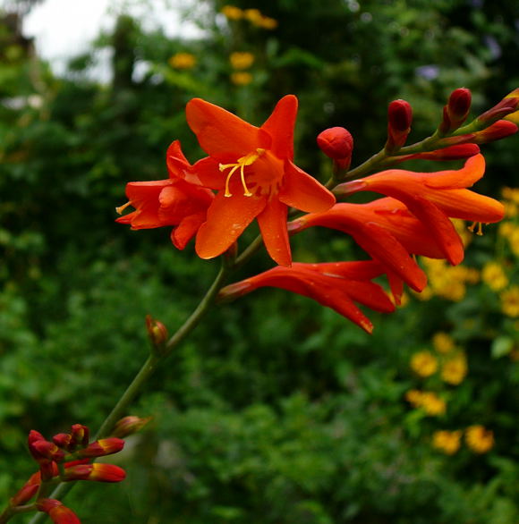 Montbretien (Crocosmia) Fotos Digital 024
