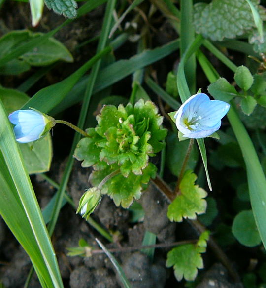 Persischer Ehrenpreis - Veronica persica Mrz 09 Hhner und Kfer Viernheimer Wald 086