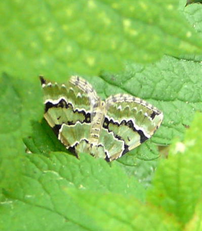 Prachtgrne Bindenspanner (Colostygia pectinataria) Mai 2009 Graben Htt P1090292