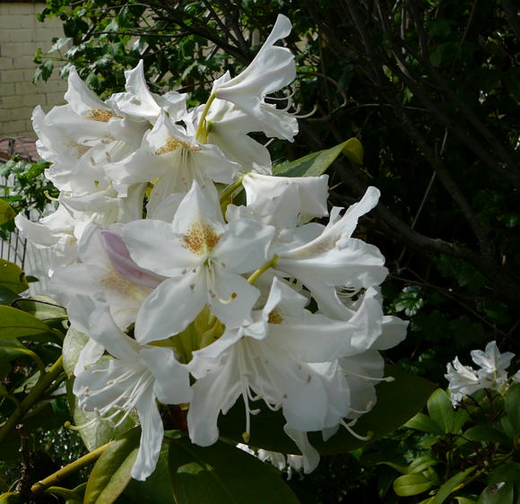 Rhododendron April 2008 Wildblumen Huettenfeld 097