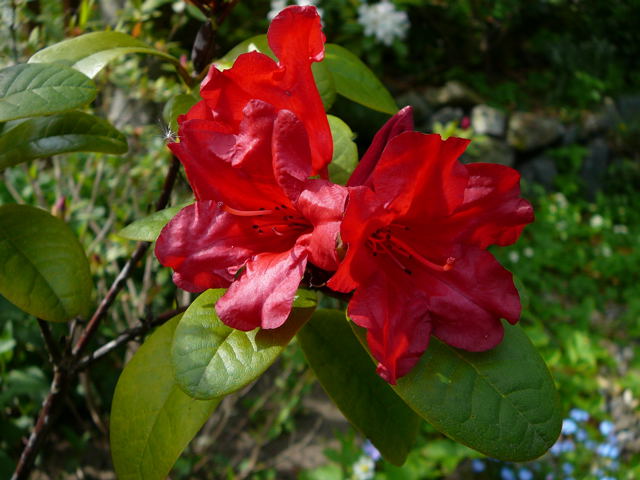 Rhododendron April 2008 Wildblumen Huettenfeld 098