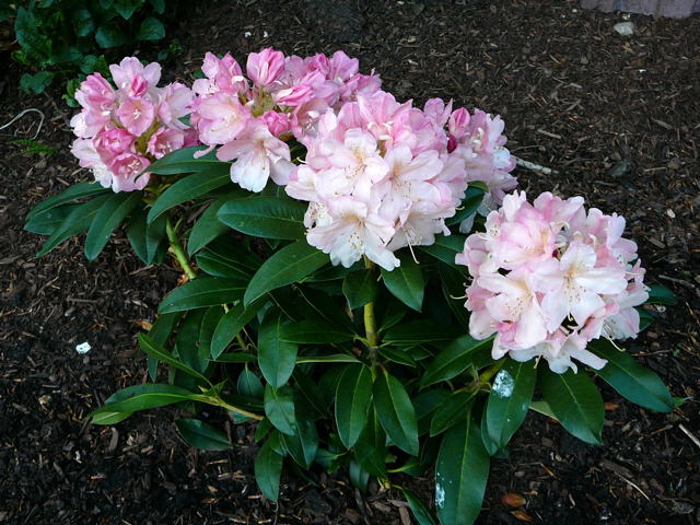 Rhododendron April 2010 Viernheimer Heide + Garten 045
