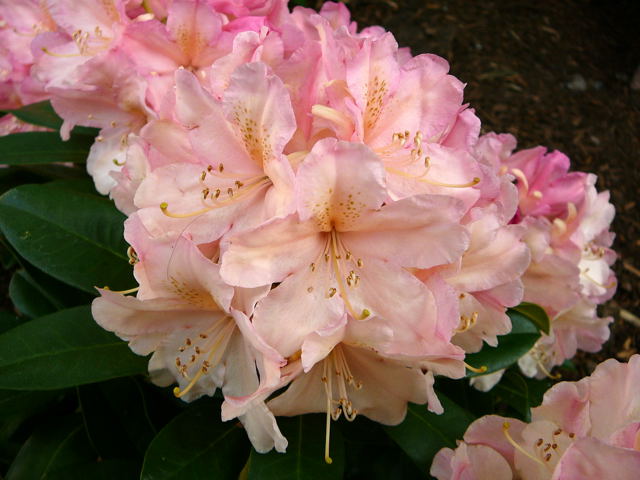 Rhododendron April 2010 Viernheimer Heide + Garten 051