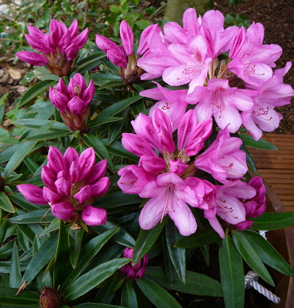 Rhododendron April 2010 Viernheimer Heide + Garten 052