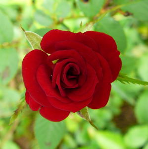 Rose Fotos Digital 082