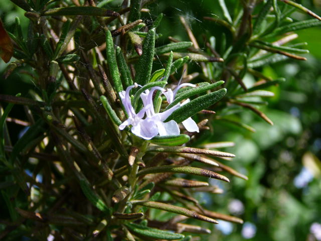 Rosmarin Rosmarinus officinalis Nikon Mai 09 Schmetterlinge u. Insekten Viernheimer Wald 033