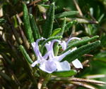 Rosmarin Rosmarinus officinalis kl.