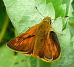 Rostfarbigen Dickkopffalter ( Ochlodes sylvanus) kl.