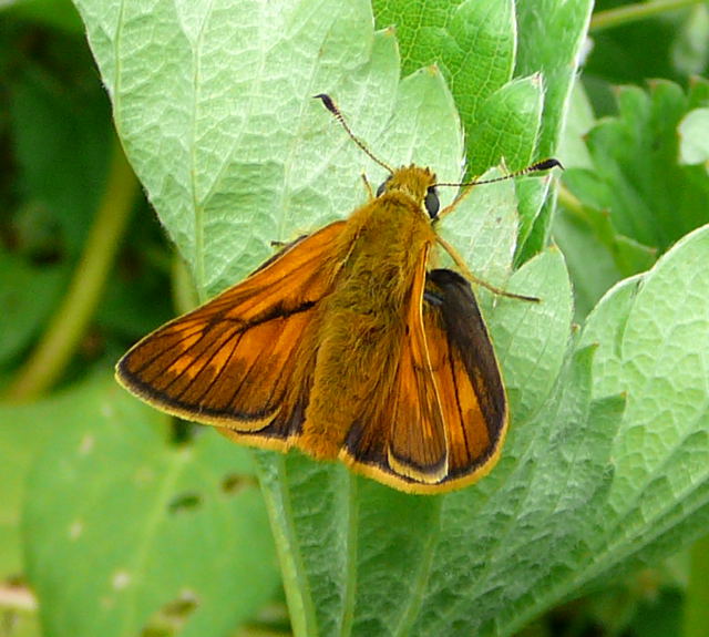 Rostfarbigen Dickkopffalter ( Ochlodes sylvanus) Juni 09 Huett und Viernheimer Wald 139