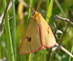 Rotrandbr Diacrisia sannio kl.