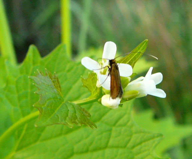 Rotsilberne Langhornmotte Cauchas rufimitrella Mai 2010 Huett Blumen Insekten 082