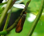 Rotsilberne Langhornmotte Cauchas rufimitrella kl.