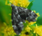 Rundstirnmotte  Anthophila fabriciana kl.