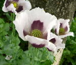Schlaf-Mohn wei kl.